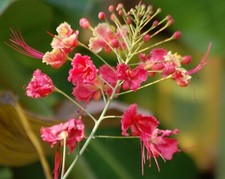 Caesalpinia pulcherrima Pink |