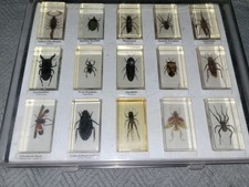 15x Insekten Sammelbox Skorpion - Panzerkopfkäfer /  Acrylblöcke mit Sammelbox