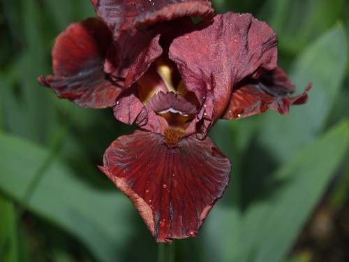 Schwertlilie iris morning - /, "