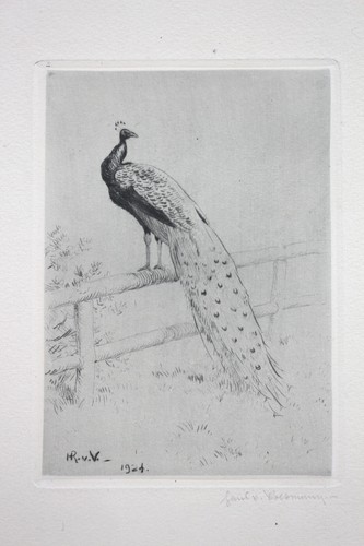 Hans von volkmann der pfau - von, volkmann.