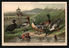 Lithographie anno 1896 - Enten Wildente Eiderente Löffelente Mandarinente Erpel