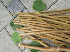 fast 2 kg.Bio Haselnuss Holz