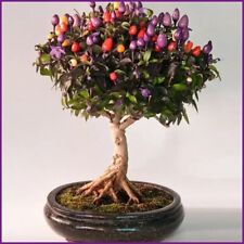 Chili Bonsai 15 Samen Mini Chili Rainbow Chili Samen Ertragreich Balkon Chili