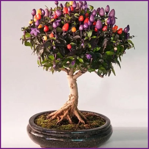 Chili bonsai samen mini - chili,