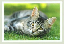 1 AK Katze 9. - Harenberg !!! *