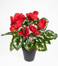 Alpenveilchen 36cm rot im Topf