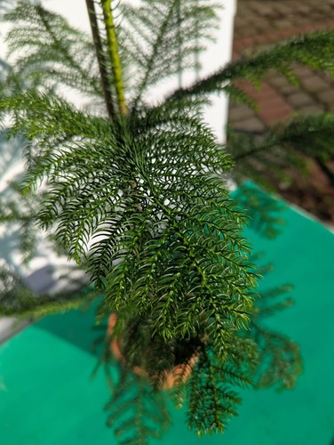 Araucaria heterophylla