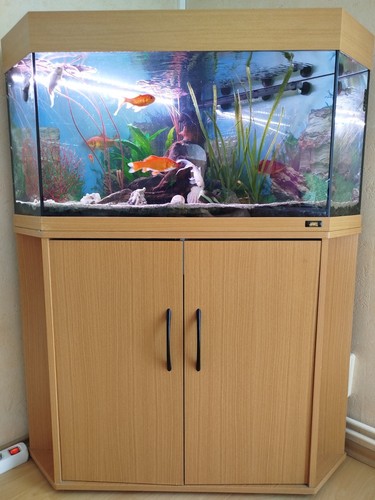 Aquarium mit goldfische - aquarium,