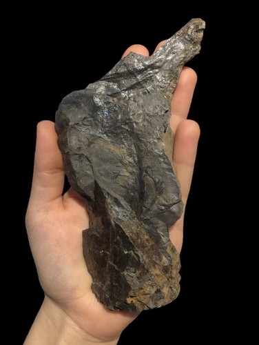 Fossilien farn fossil - fossilien,,