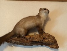 Jagdtrophäe Marder Präparat von TOP Präparator