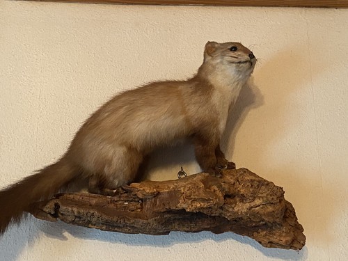 Jagdtrophäe marder präparat - jagdtrophäe,