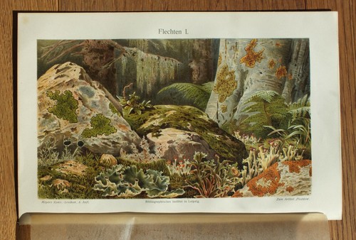 Original chromo lithografie - original,