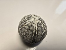  Seeigel Galerites Steinkern Versteinerung 