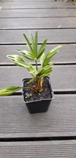 3 X Trachycarpus  wagnerianus Hanfpalme Winterhart.