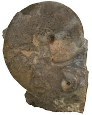 Lias Standstück Phylloceras heterophyllum & Cleviceras  Ammonit  Altdorf   83-8