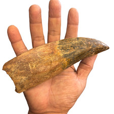 3x Kreide Theropoden