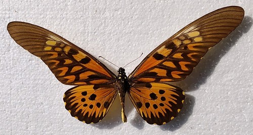 Papilio antimachus männlich - papilio,