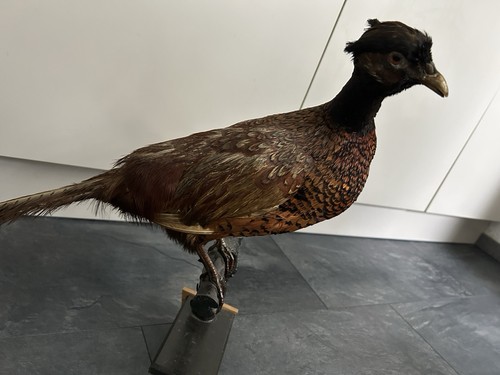 Tierpräparat ausgestopfter