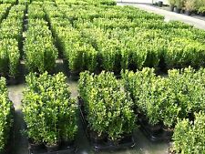 100 Buchsbaum Pflanzen im Topf, Buxus, Höhe: 10-15 cm, sehr buschig !