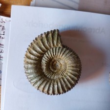 Ammonit, konvolut  aus dem   Malm a von Holderbank schweiz,  15-50 mm