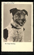Ansichtskarte Foxterrier mit Halsband, Portrait 1943 