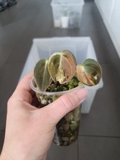 Philodendron melanochrysum - philodendron,