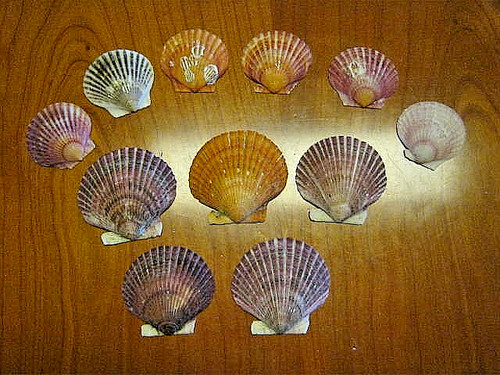 Echte muscheln stück - muscheln,