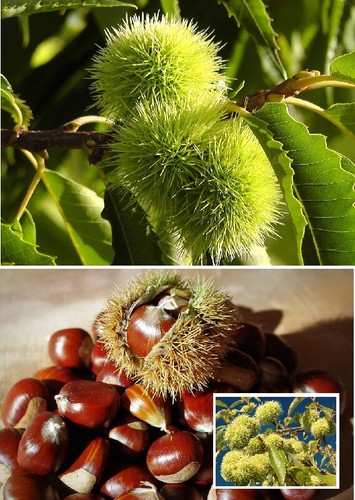 Esskastanien baum - esskastanien,