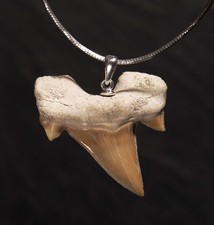 Fossiler Unikat Haizahn