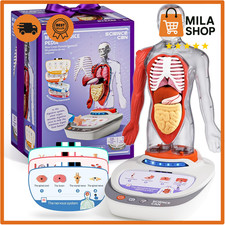 Anatomie Modell Kinder 22cm
