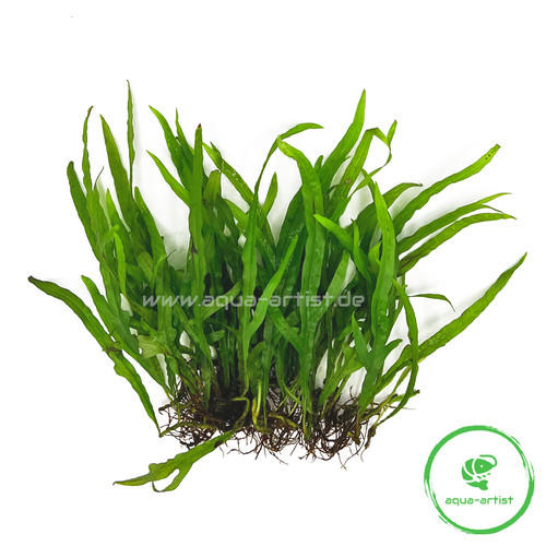 25x microsorum trident - microsorum, 'trident'