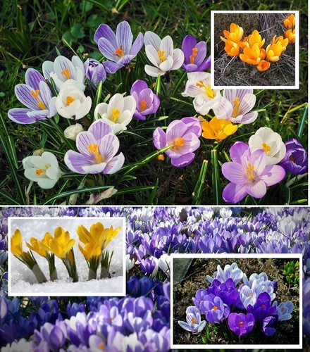 Winterharte krokusse mischung - winterharte,
