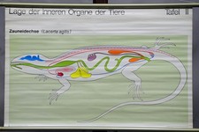 Zauneidechse Lage der inneren Organe Schulwandkarte Lehrtafel Rollbild Poster