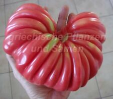 ? ? PITANGA super seltene Tomate 10 Samen alte Sorte Tomaten samenfest
