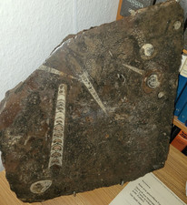 Fossilplatte, aus Holzmaden bei Stuttgart