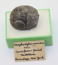 Schnecke, Strophostylus