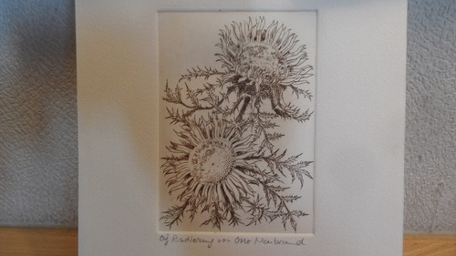Radierung silberdistel rahmen - radierung,