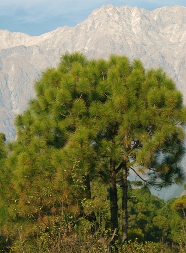 Samen von der himalaya - samen,
