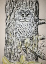 Eule  Kohlezeichnung 19 x 29