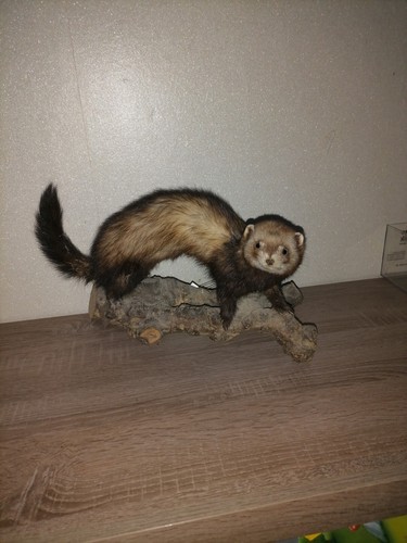 Tier präparate - tier,