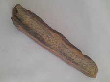 Knochen Fossil Ausgrabung Dinosaurier ? Mammut ? 40cm