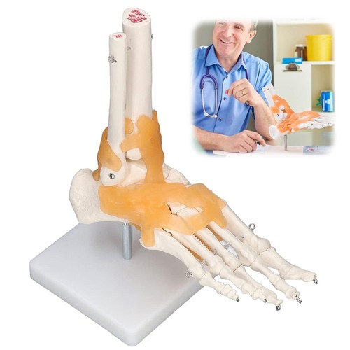 Fußskelett anatomie modell - anatomie,