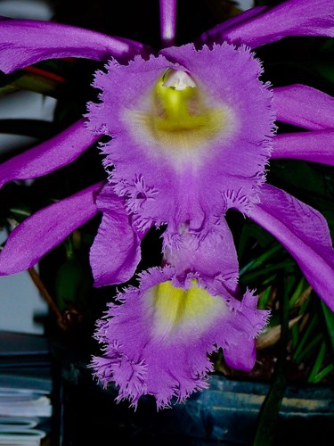 Cattleya pink hairy new - ´pink, hairy´
