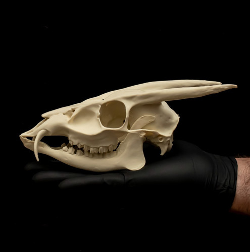 Muntjac hirschschädel replik - hirschschädel,