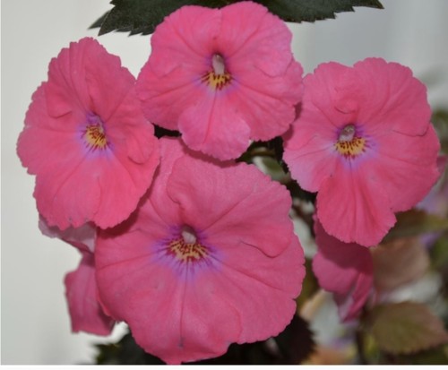Achimenes verschiedene - –,