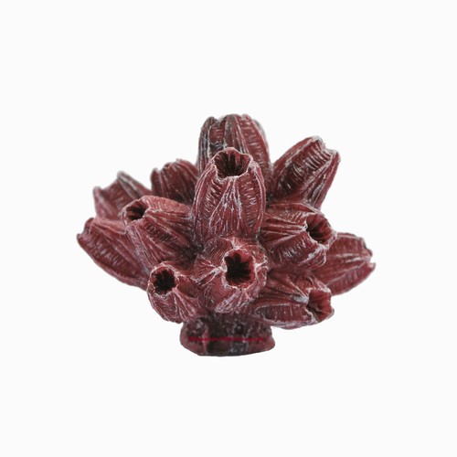 Nano seepocken 6x5 cm - 6x5,