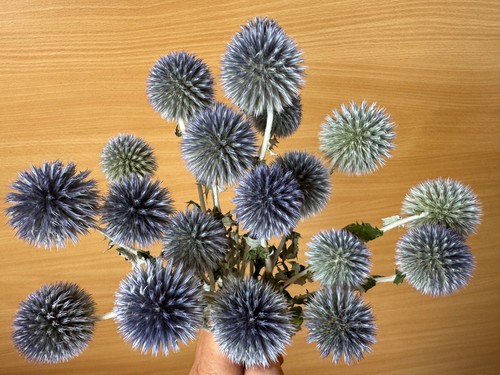 Kugeldistel echinops blau - ,