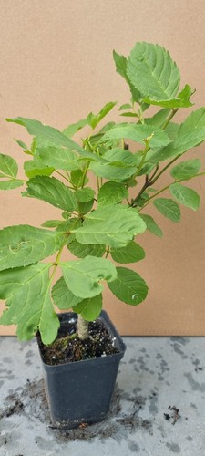 Prebonsai esche fraxinus - prebonsai,,