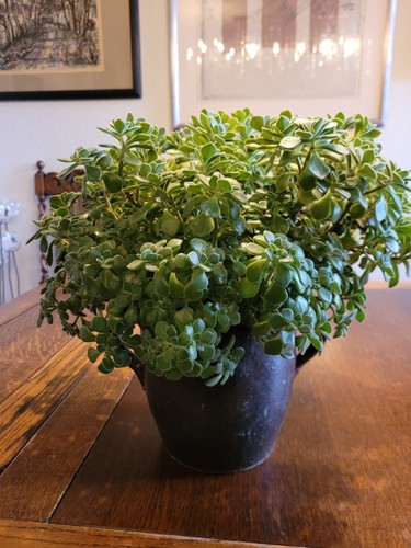 Rarität selten aeonium - selten,