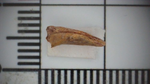 Dinosaurier deltadromeus - dinosaurier,